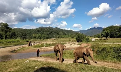 Elephant Sanctuary