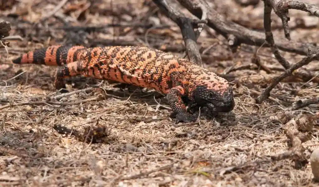 Gila Monster Bite Kills Colorado Man Days Later