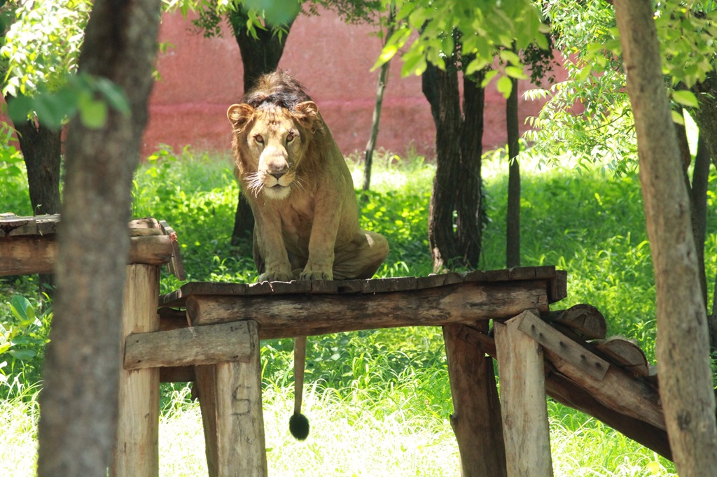 Selfie with zoo Lion