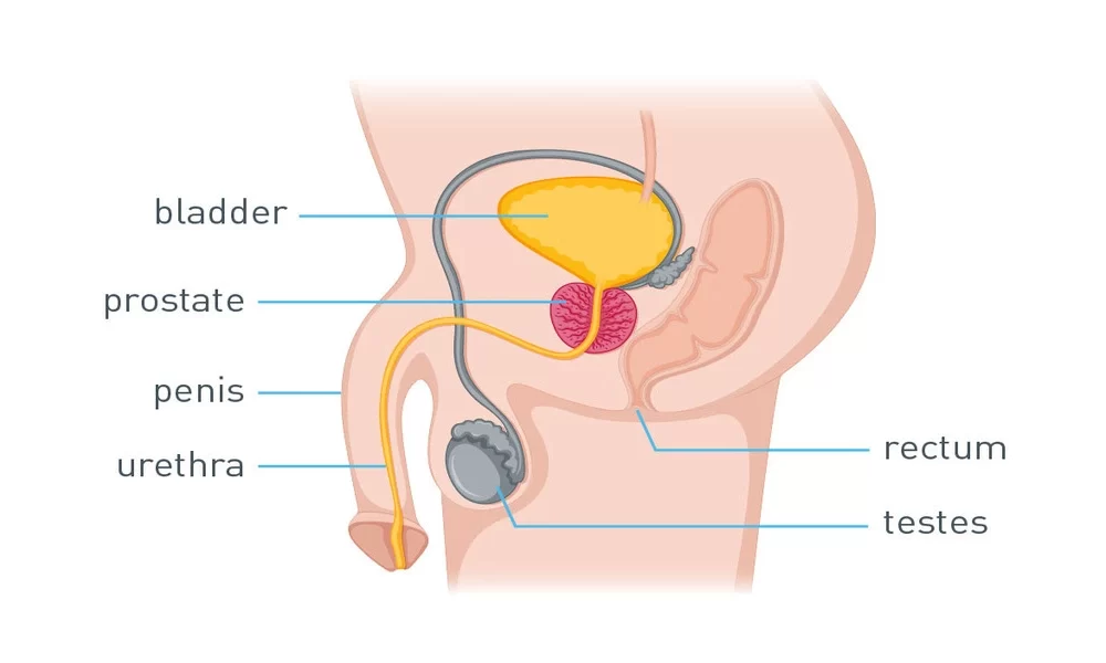 Warning Signs Of Prostate Cancer You Shouldn't Ignore