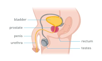 Warning Signs Of Prostate Cancer You Shouldn't Ignore