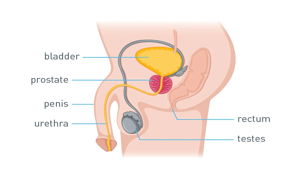 Warning Signs Of Prostate Cancer You Shouldn't Ignore