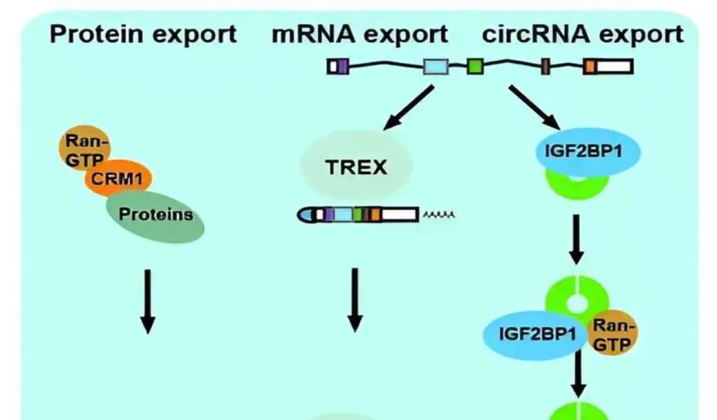 New RNA Therapeutics Could Be Developed For Cancer