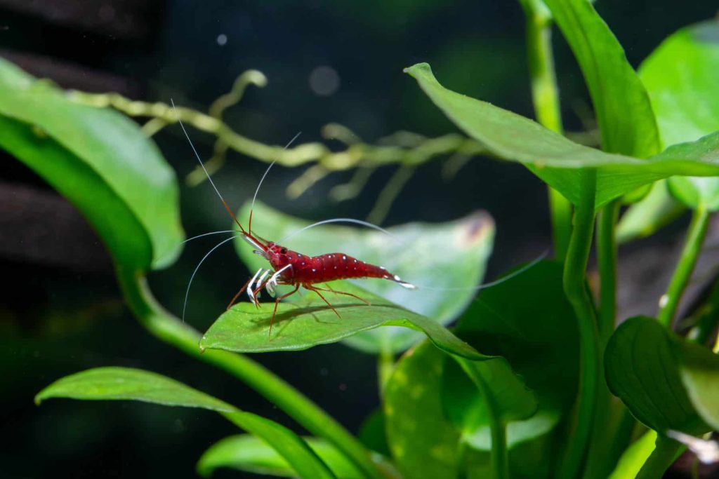 Bucephalandra