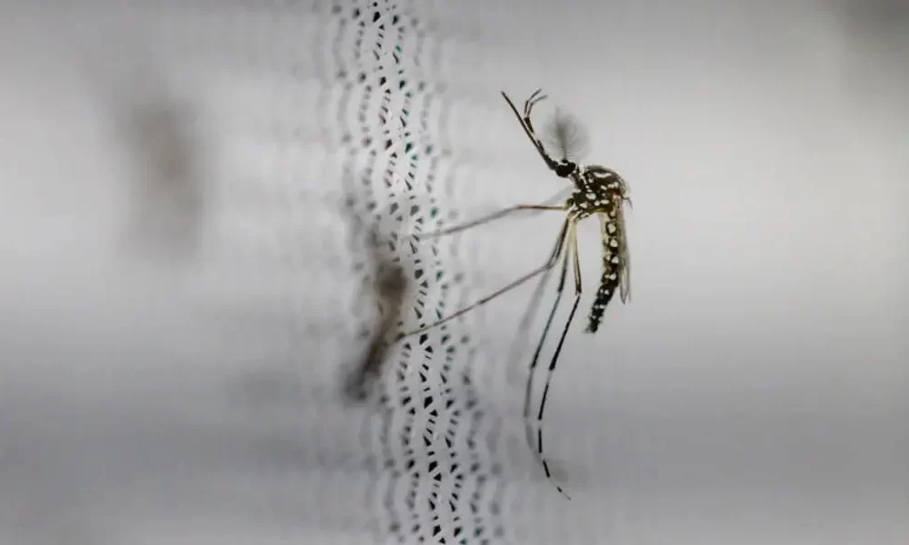 Dengue Outbreak Declares Health Emergency In Puerto Rico