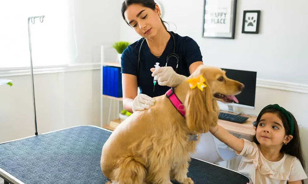 Debunking Myths About Pet Medications: Insights from PetPawsRx