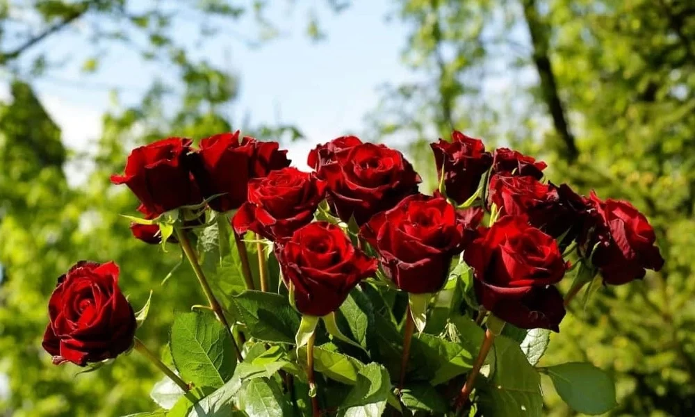 Floryvulyura 24H: Bringing Convenience And Elegance Together