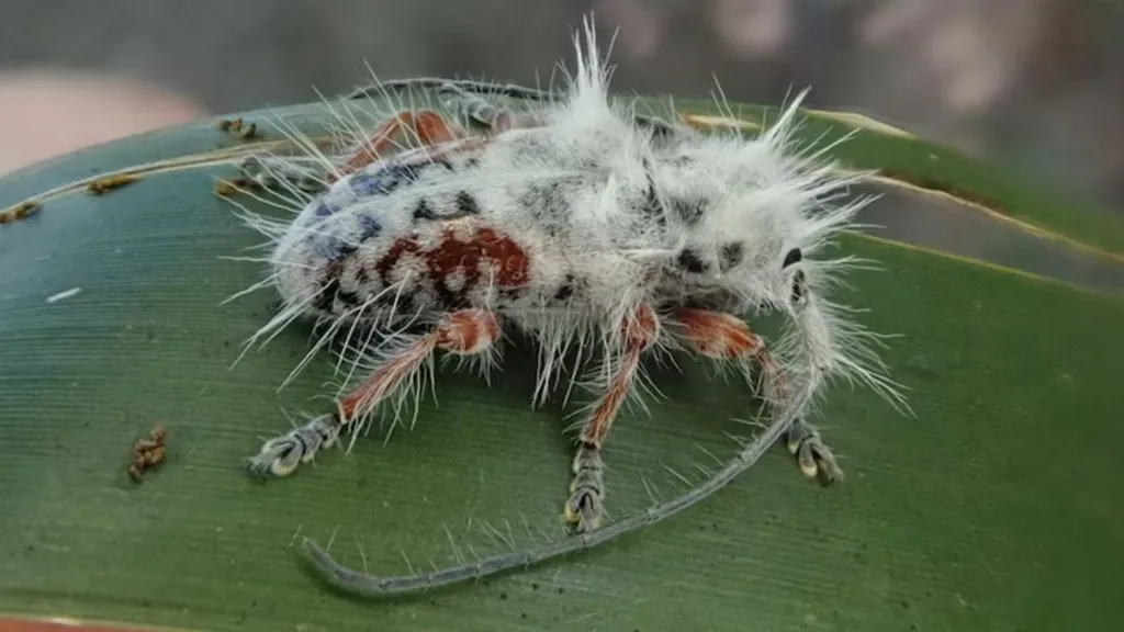 New Species of Punk Beetle Discovered in Australia's Wild