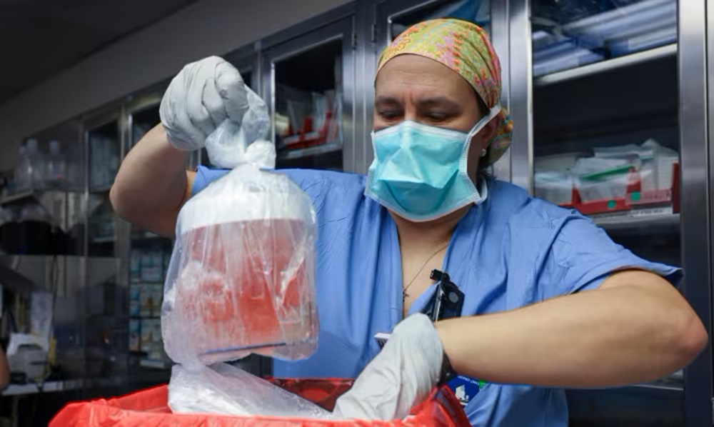 Pigs Kidney Transplant