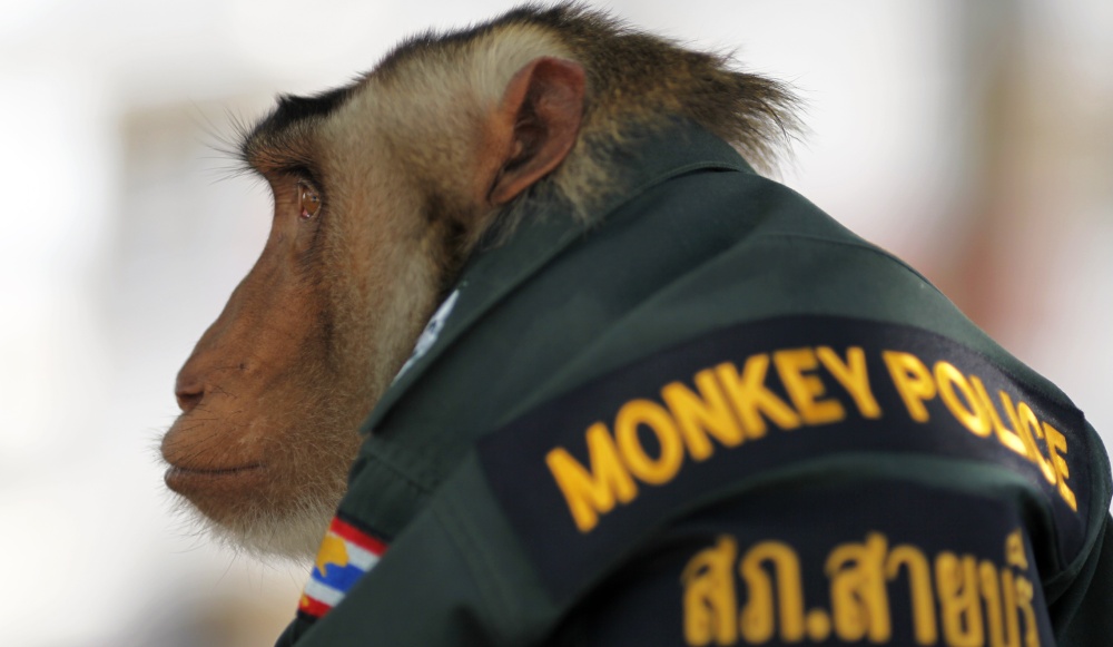 Police in Thailand Form New 'Special' Monkey Unit