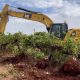 Australia Destroys Millions of Grape Vines