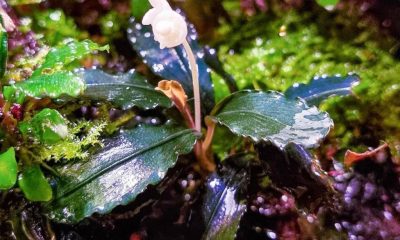 Bucephalandra