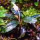 Bucephalandra