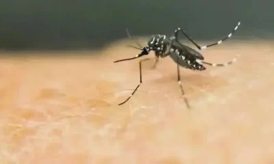 Dengue