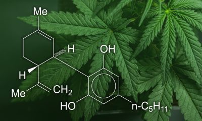 CBD vs. Medical Cannabis: Understanding Their Applications and Benefits