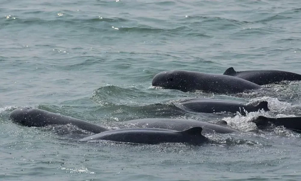 Florida's Dolphin Diagnosed With Highly Pathogenic Bird Flu as Alarm Grows Over Species Spread