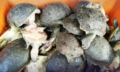 Lahore Airport Seizes 200 Rare Turtles Smuggled from Thailand