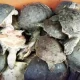 Lahore Airport Seizes 200 Rare Turtles Smuggled from Thailand