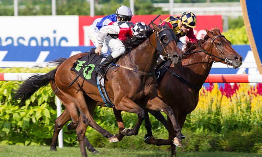 Unravel the Thrill of the Track: Racing Thoroughbreds for Sale