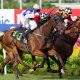Unravel the Thrill of the Track: Racing Thoroughbreds for Sale