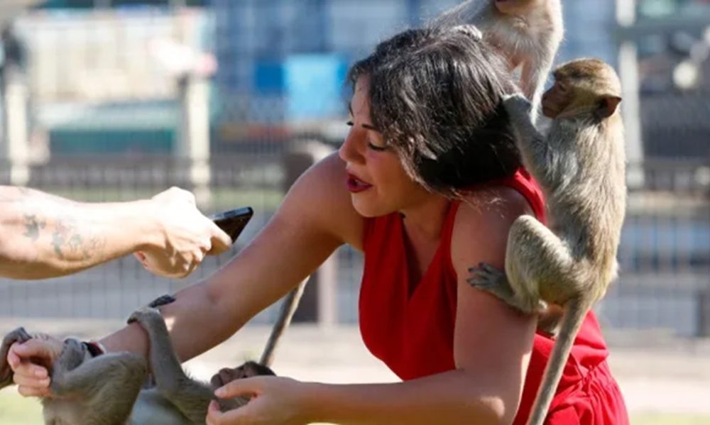 Wildlife Officials to End Wild Monkeys Overtaking Lopburi, Thailand