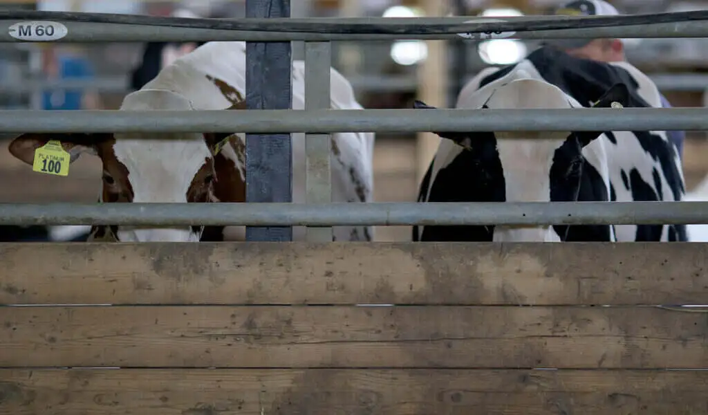 Texans Spread Bird Flu From Cow To Cow And Human To Human