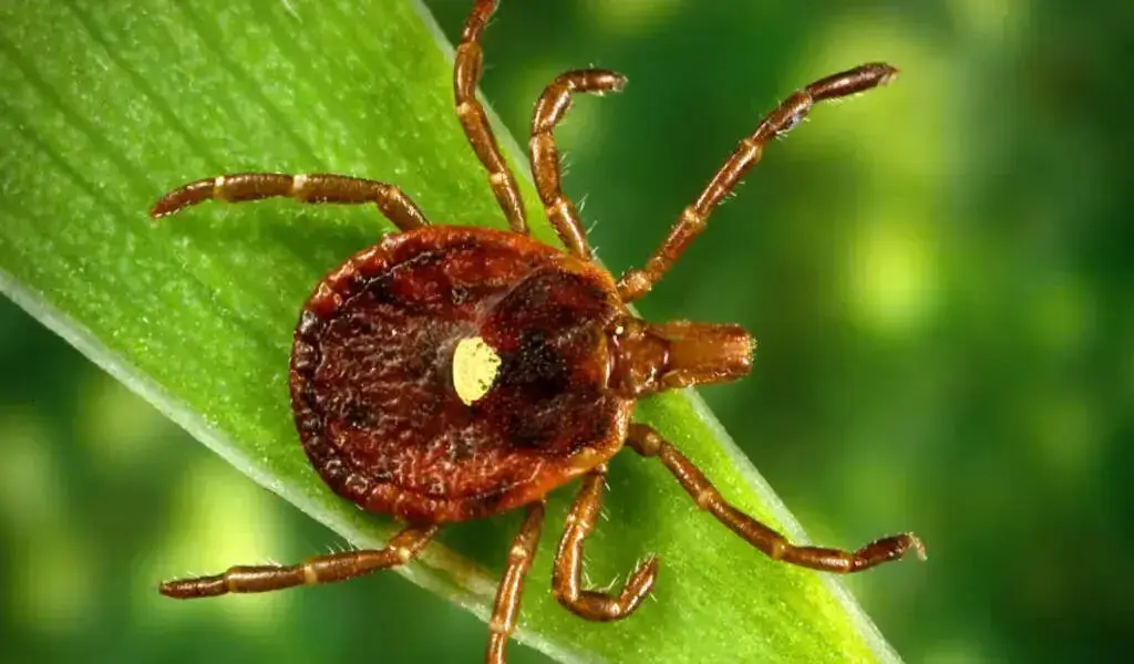 Powassan Virus