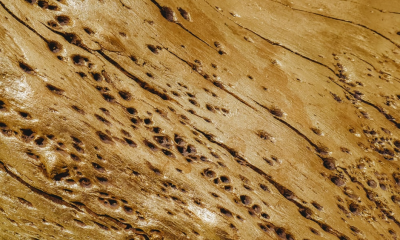 4 Must-Know Facts About Getting a Termite Inspection for Your Home
