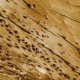 4 Must-Know Facts About Getting a Termite Inspection for Your Home