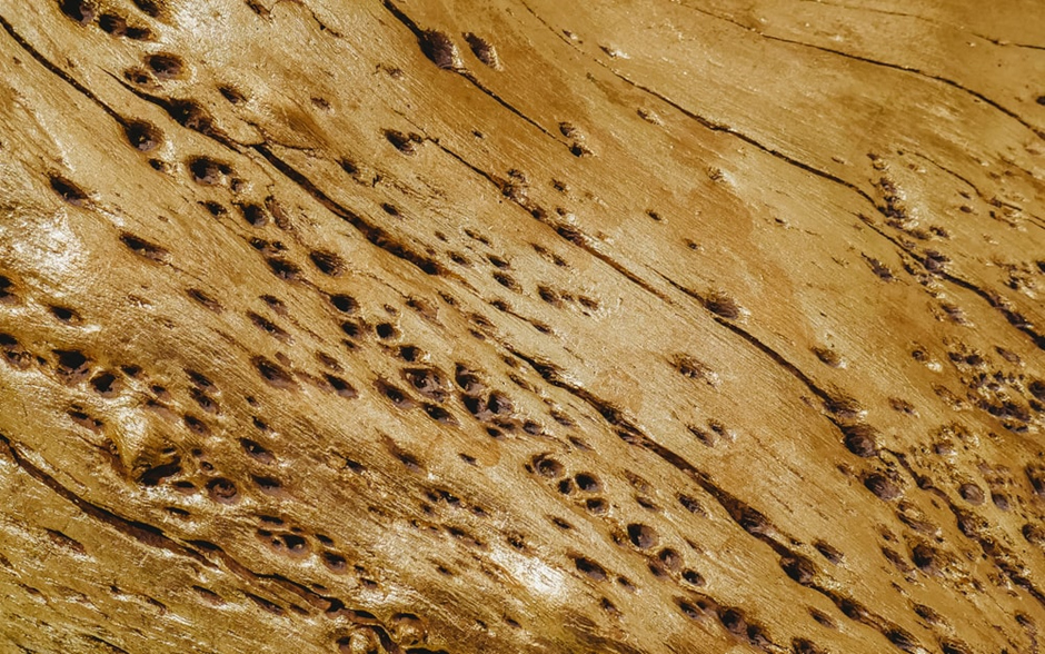 4 Must-Know Facts About Getting a Termite Inspection for Your Home