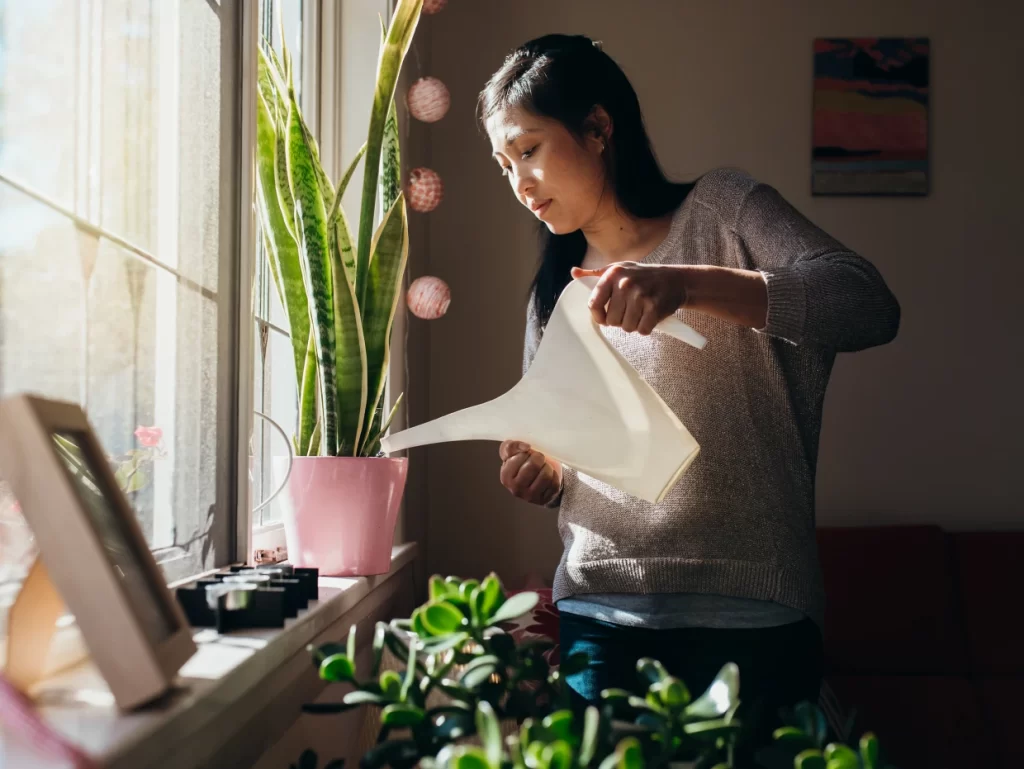 Indoor plants