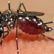 Dengue