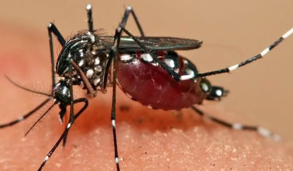 Dengue