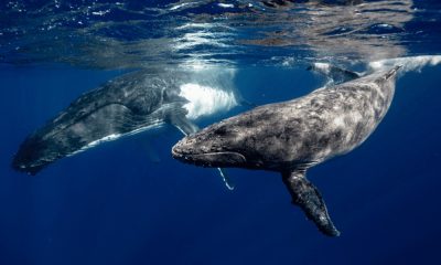 Japan to Start Hunting Fin Whales Despite World Condemnation