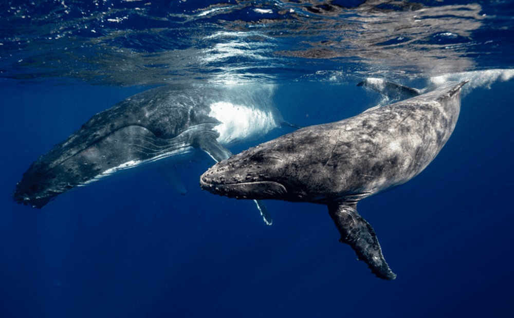 Japan to Start Hunting Fin Whales Despite World Condemnation