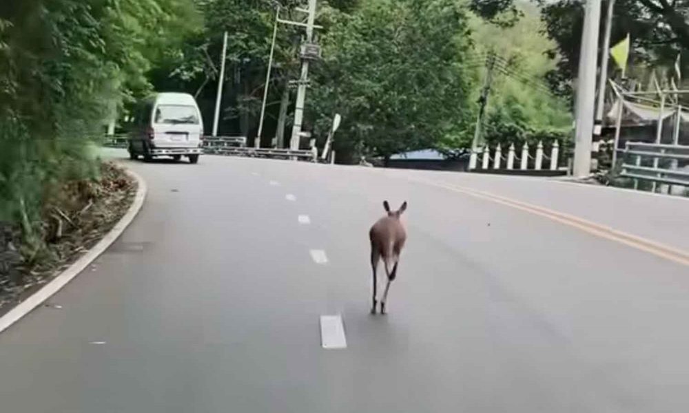 Kangaroo Escapes from Chiang Mai Zoo