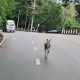 Kangaroo Escapes from Chiang Mai Zoo