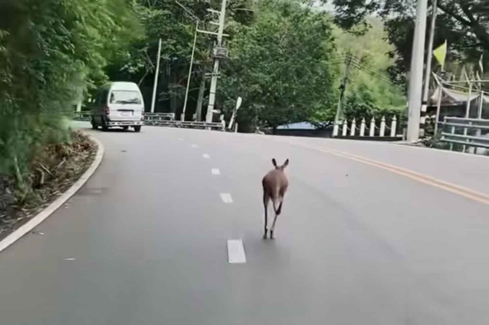 Kangaroo Escapes from Chiang Mai Zoo