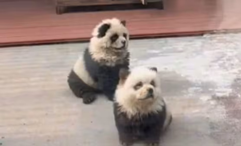 dog pandas China Zoo