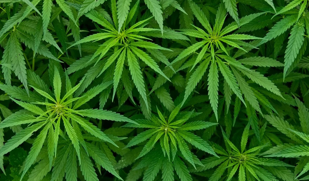 Study Reveals Cannabis Use Linked to Epigenetic Changes in Human Body