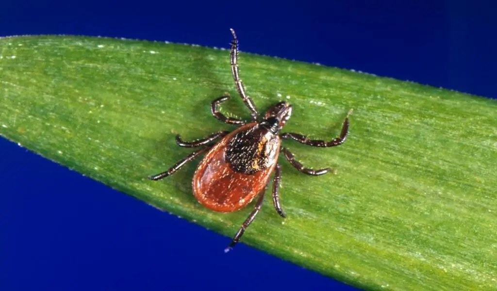 Tick Season