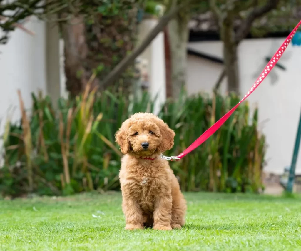 Cockapoo Puppy training