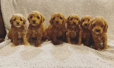 Cockapoo Puppies