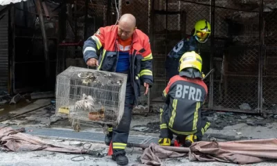 Fire at Bangkok's Chatuchak Market Kills Hundreds of Animals