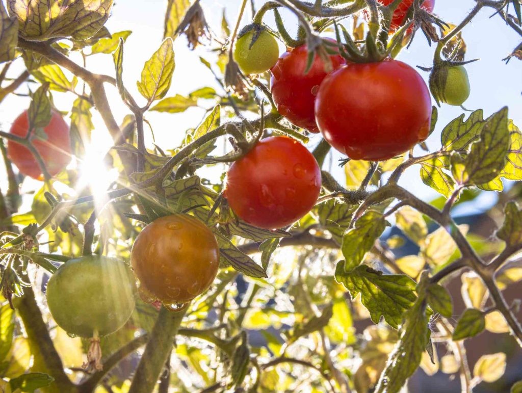 Light tomato garden