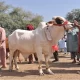 Pakistan to Celebrate Eidul Azha on June 17 Central Ruet-e-Hilal Committee Confirms