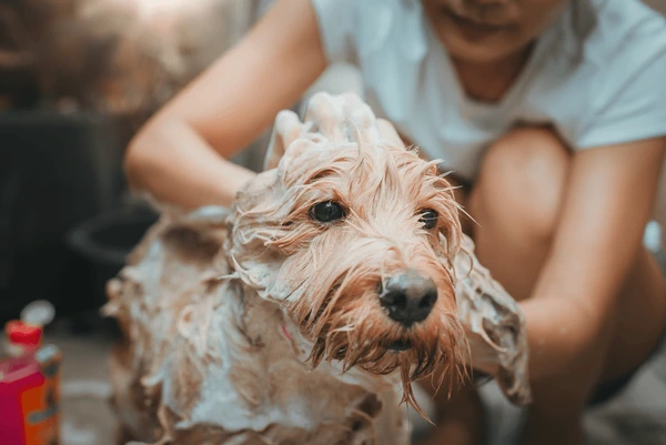 Cockapoo Puppies