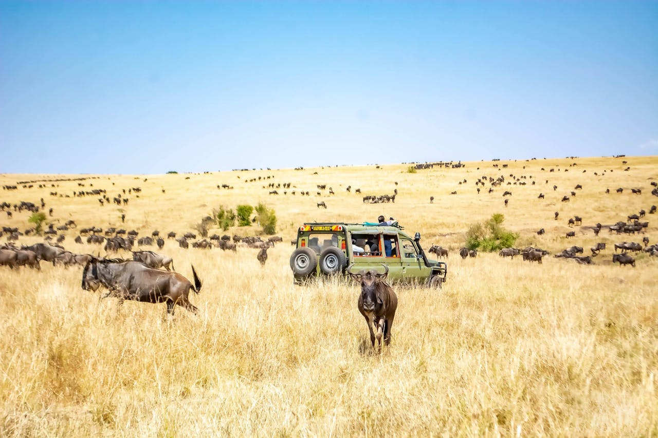 Safari Kenya