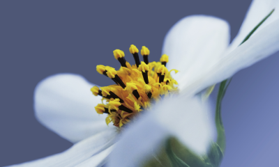 The Symbolism Of Flowers In Different Cultures