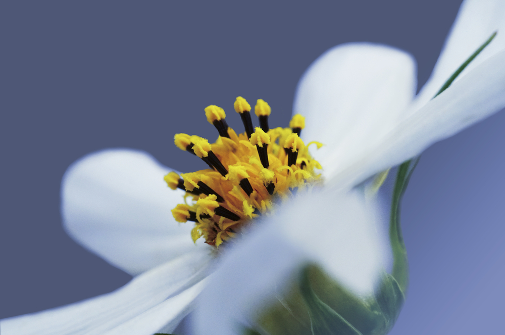 The Symbolism Of Flowers In Different Cultures